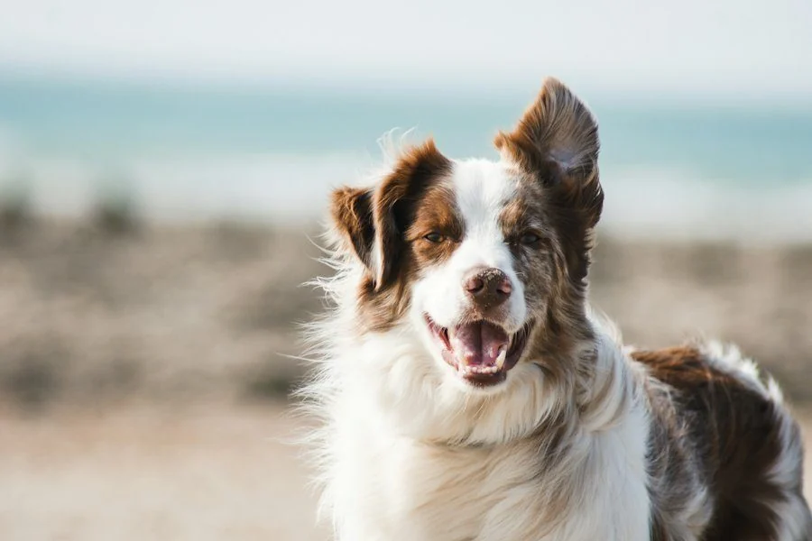 Happy dog on a beach walk